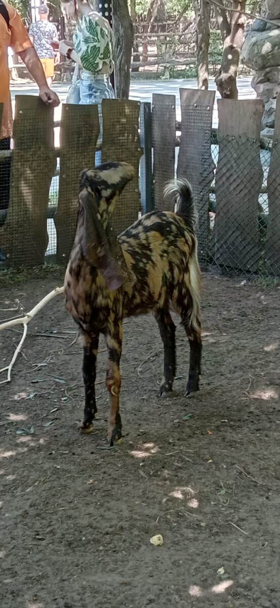 коза Камори