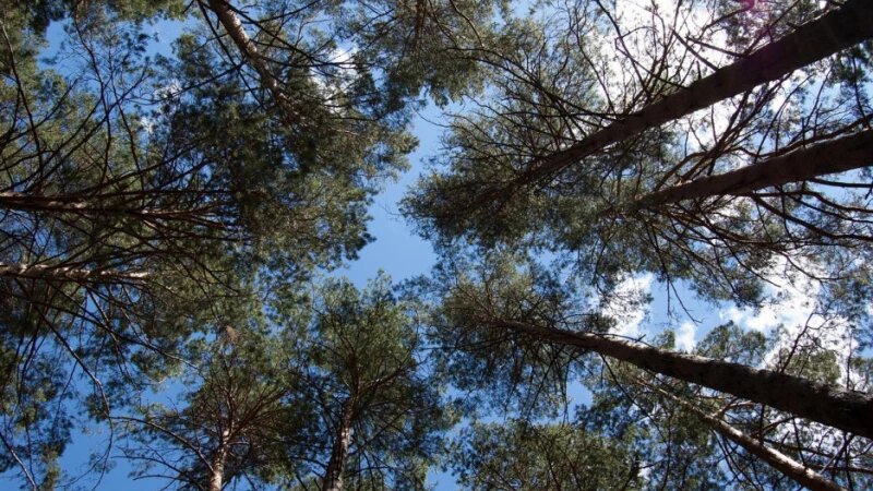     Ленточный бор. СС0.