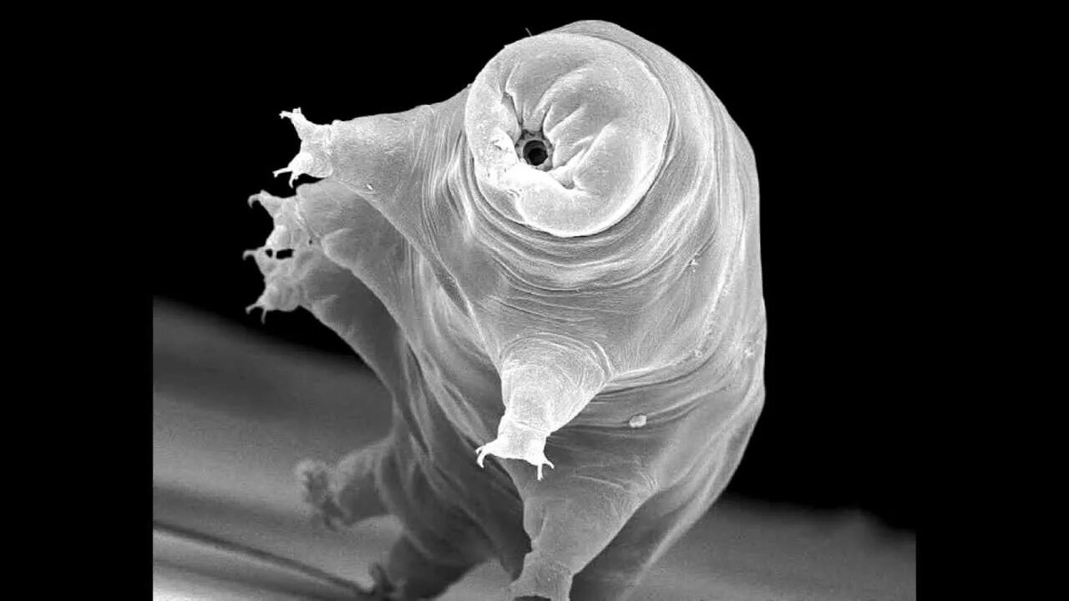 Тихоходка под микроскопом