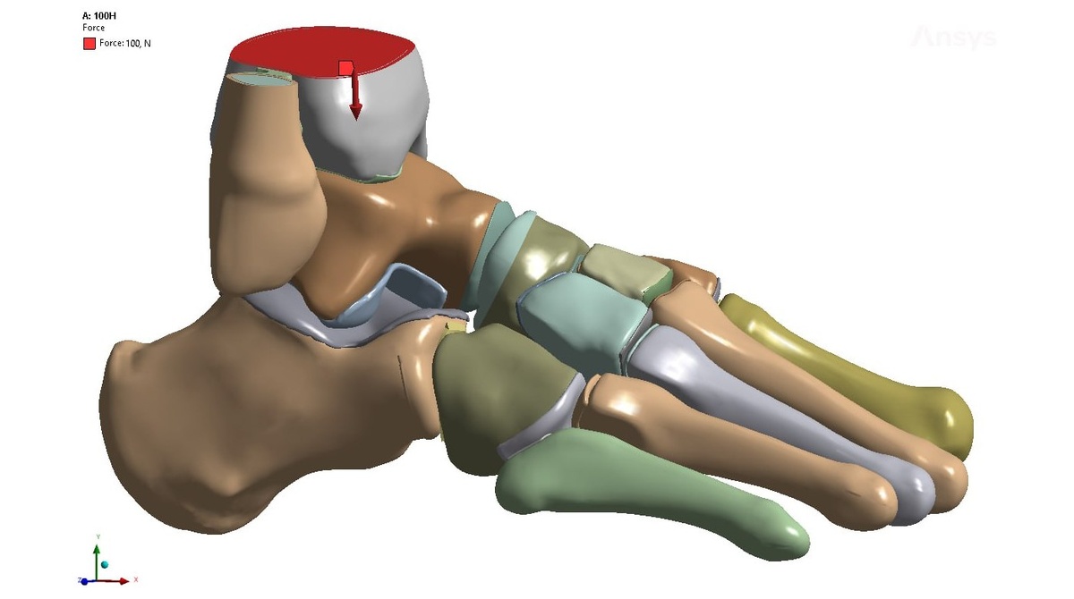 Модель стопы под давлением
Иллюстрацию предоставил Михаил Белов