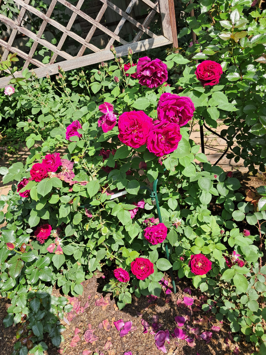 Лидер цветения роз Souvenir d'Alphonse Lavallèe. Середина июня 2025 г. 