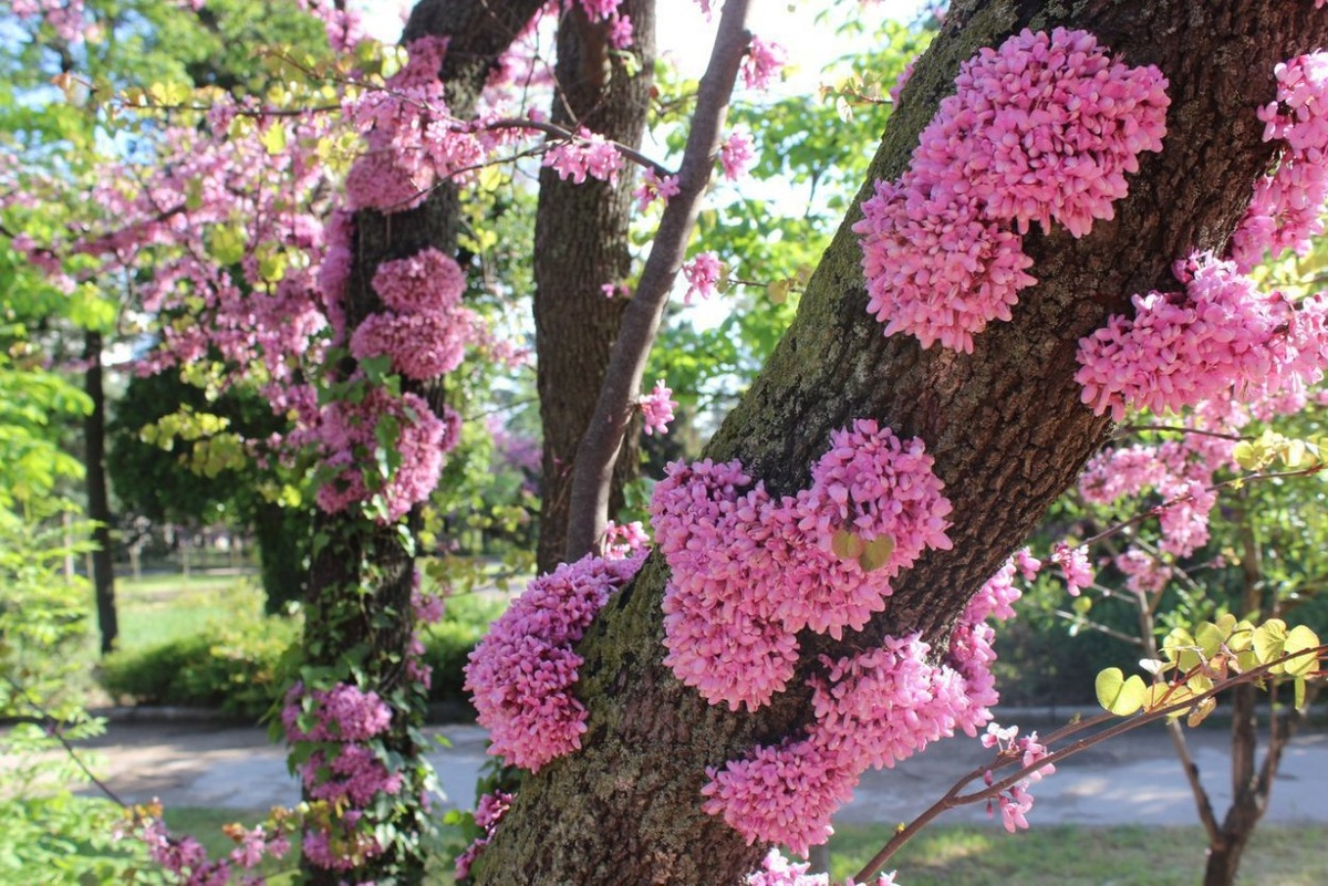 Иудино дерево