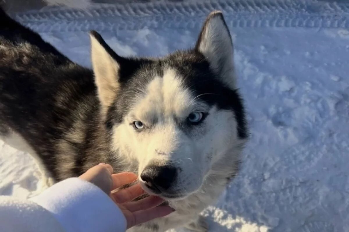    Томская прокуратура добилась компенсации девочке, которую покусала хаски