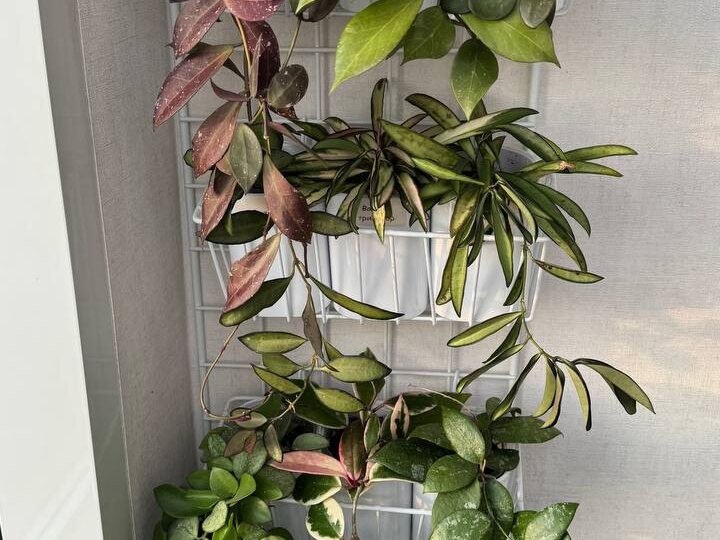 Хойи в лучах заката ждут своей очереди для съемок в очередной части обзора хой