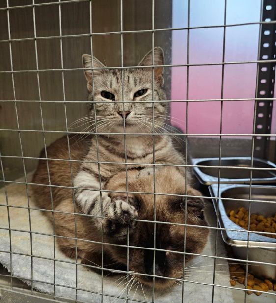 Марьяна и Ди