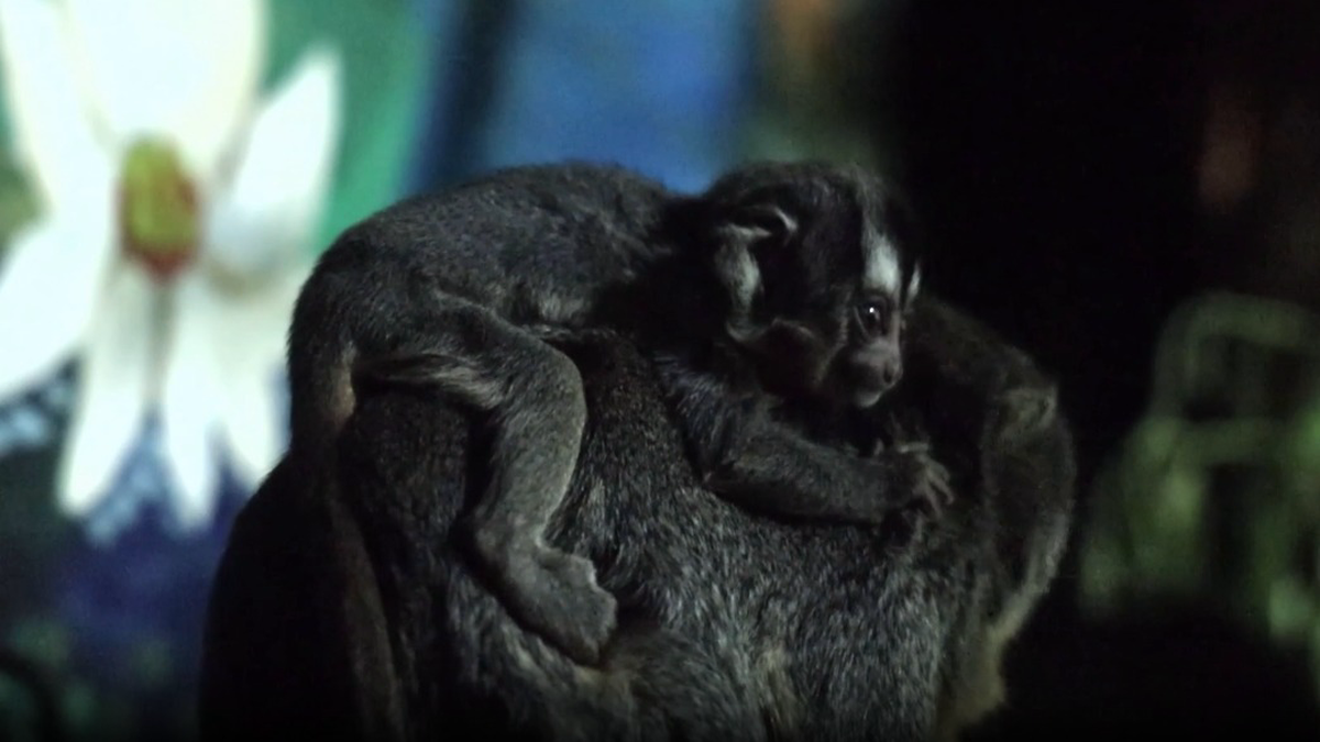    Фото: Скриншот видео / РИА Новости / Telegram