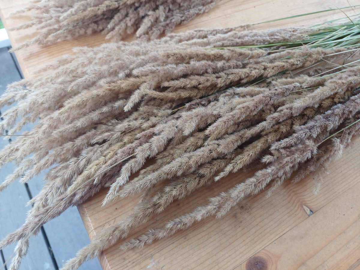 вейник фото автора