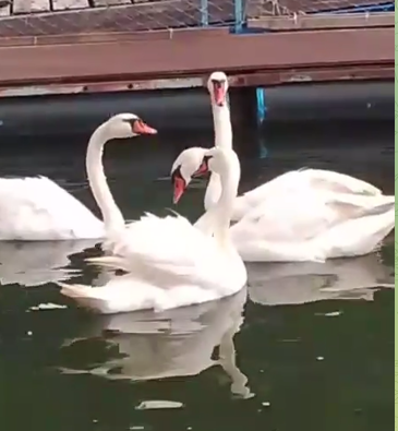    Фото: скриншот видео из тг-канала ЧП Самара