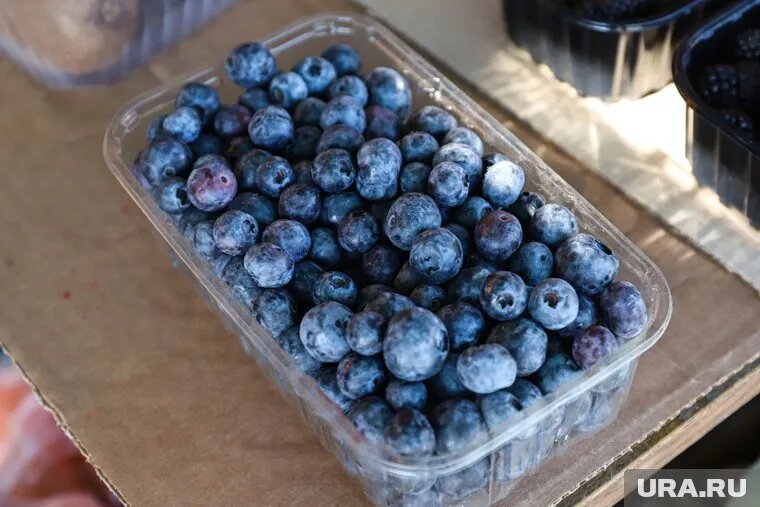 Югорчане заметили снижение стоимости голубики. Фото: Размик Закарян © URA.RU