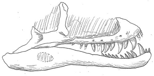 Часть черепа триалеста.