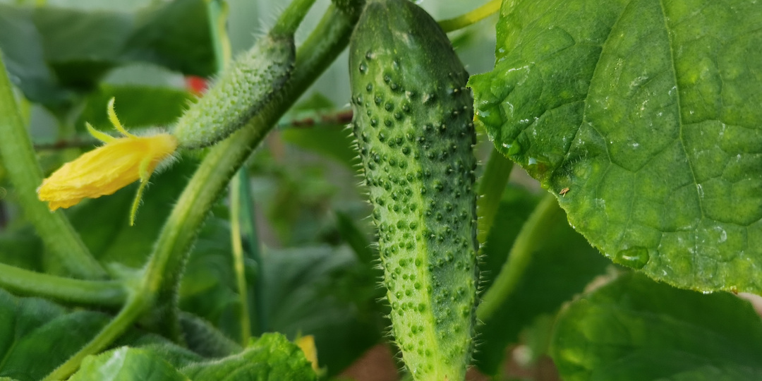 Продлеваю плодоношение огурцов до октября одним дедовским приемом. За 3 копейки защищаю урожай от августовского увядания