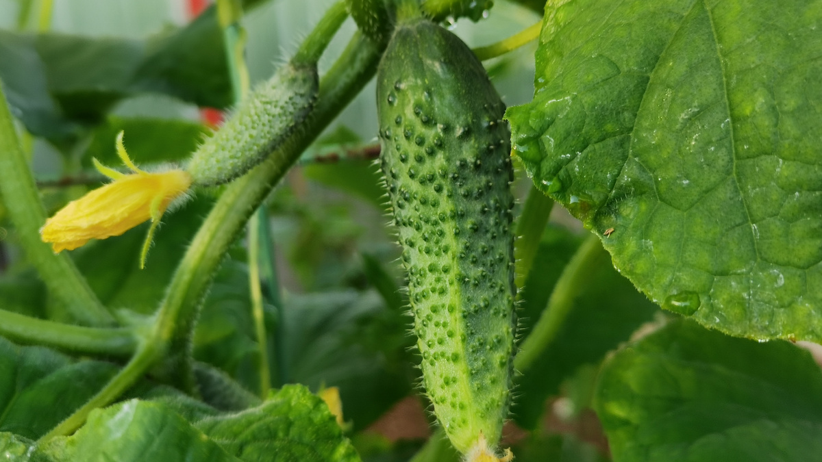 Пока у соседей пустые грядки, мои огурцы радуют урожаем до заморозков