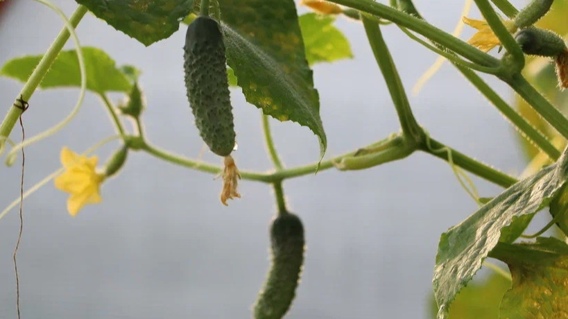 Август показывает истинное состояние уставших растений