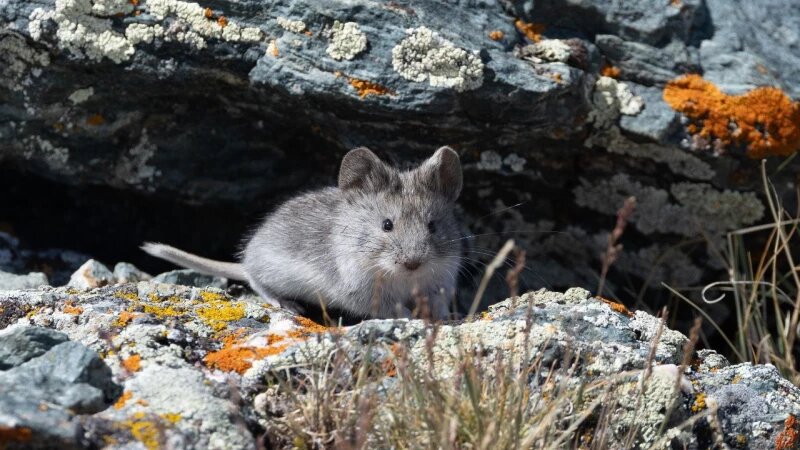     Горная полевка Сергей Кошкин