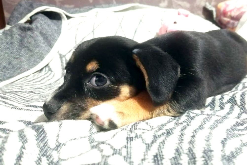    Отказ от дрессировки и перекармливание могут сильно навредить собаке