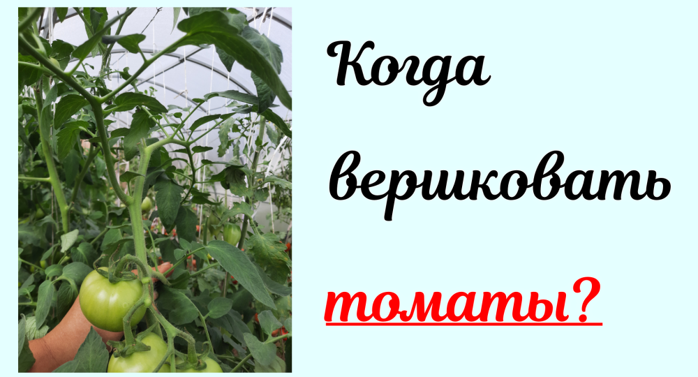 И снова этот вопрос - когда вершковать томаты. Делюсь своей схемой