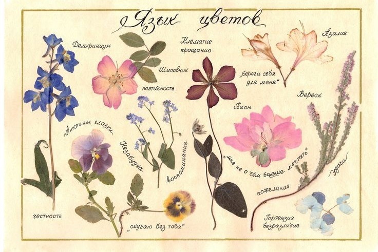 Язык цветов: два рондомных примера