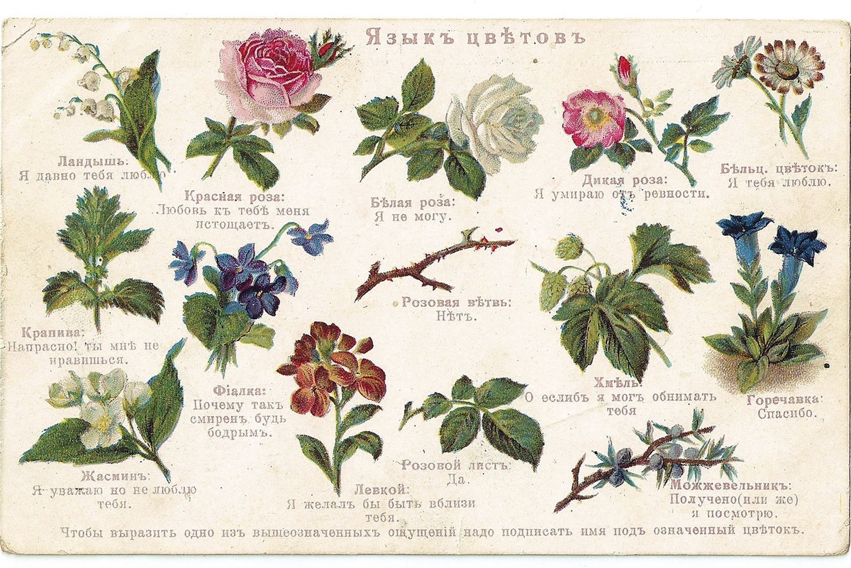 Язык цветов: два рондомных примера