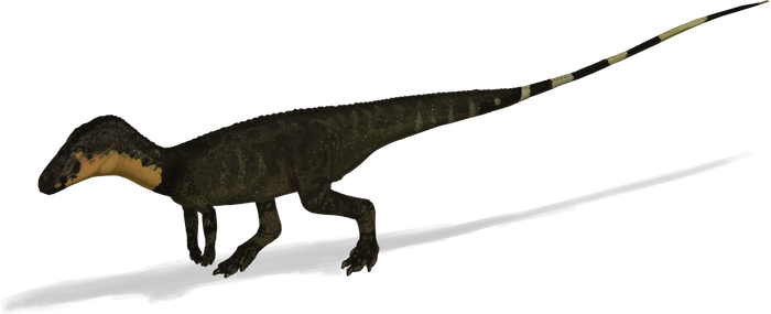 Возможно долихобрахий.