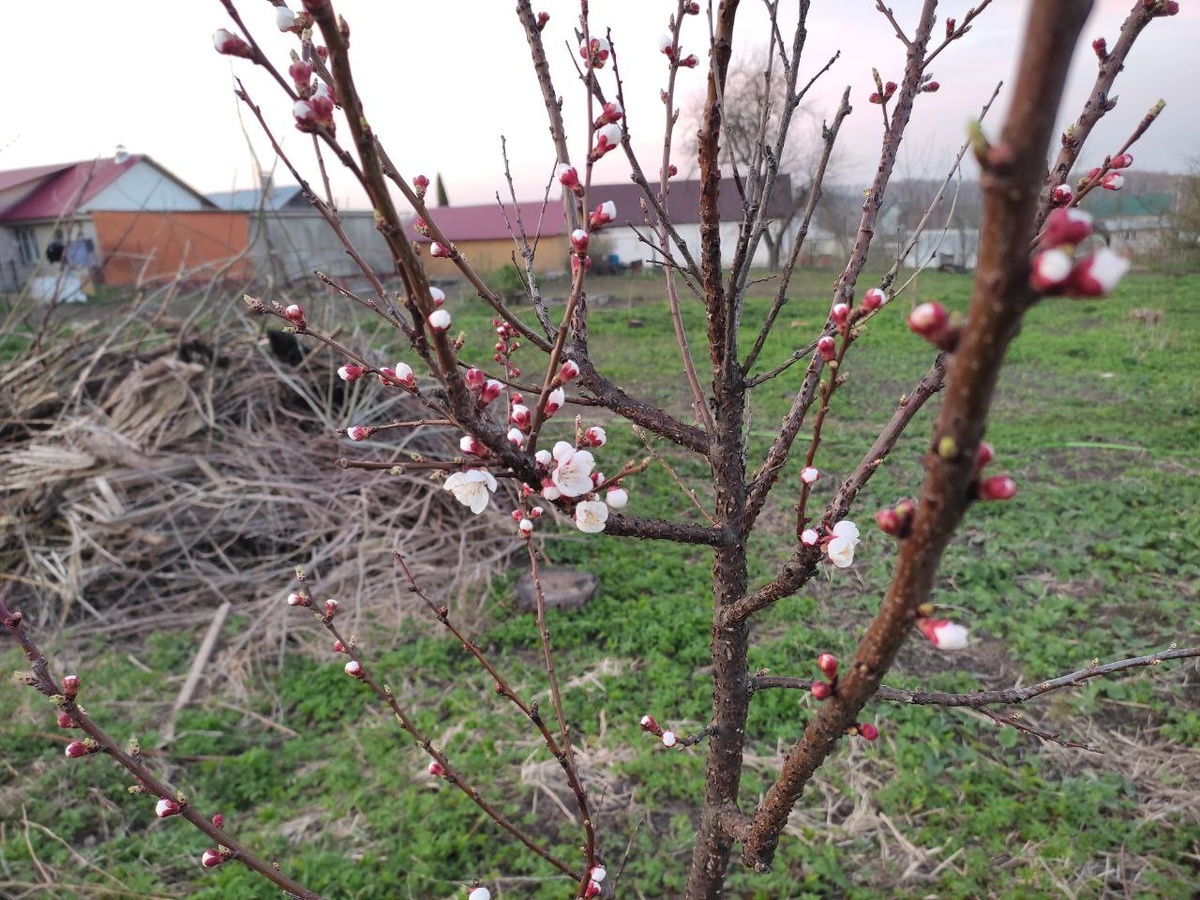 Абрикос "Триумф Северный", первое цветение