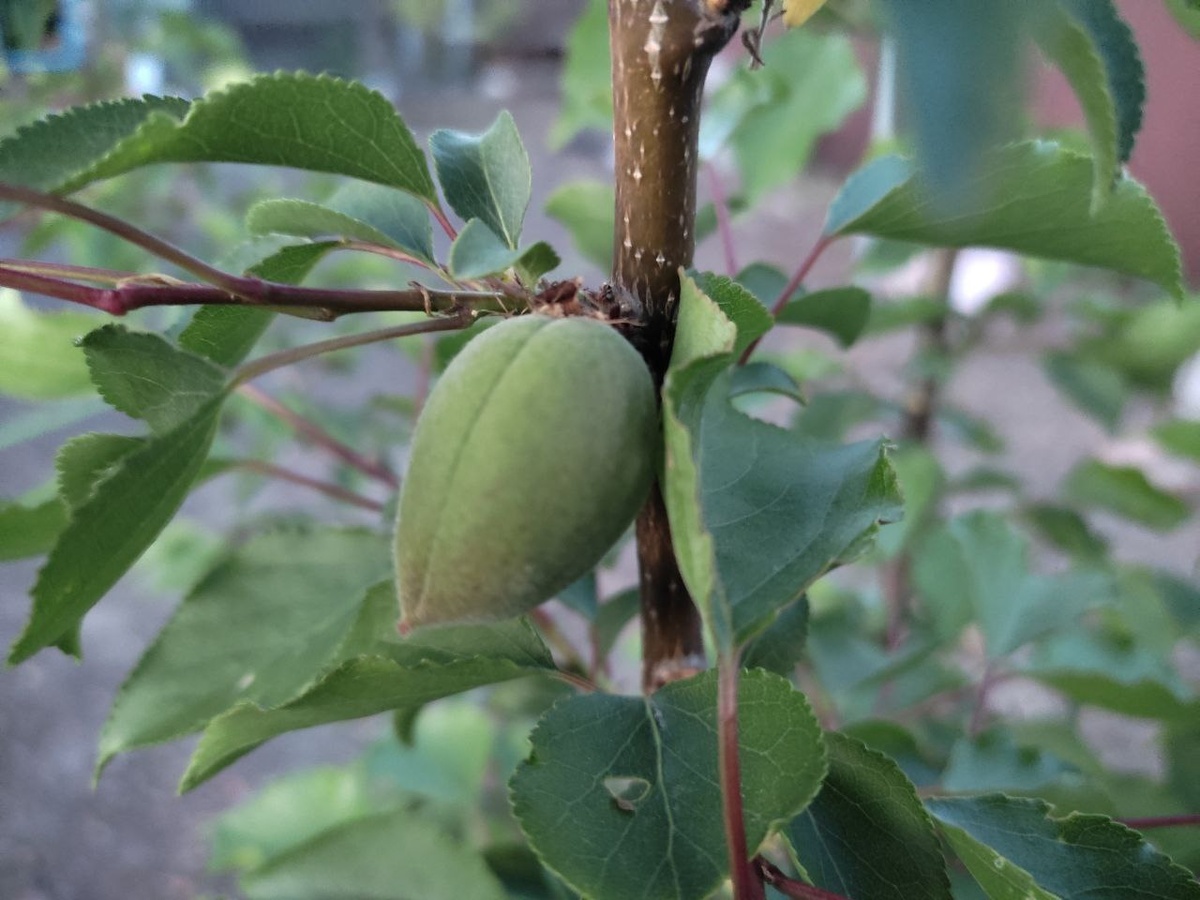 Абрикос "Триумф Северный"