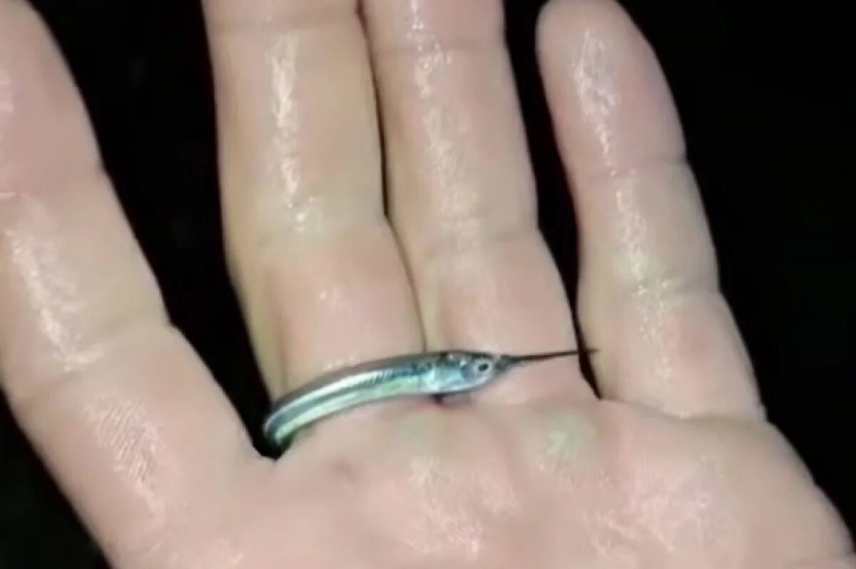    С их слов, вдоль береговой линии наблюдался плотный слой мальков