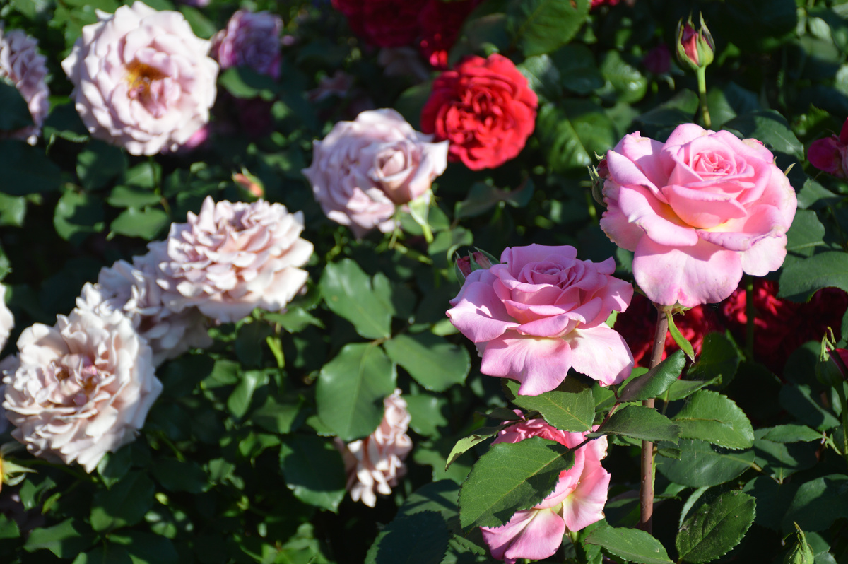 12 июля 2025. Розы 'Эшли', 'Коко-Локо' и 'Ред Леонардо да Винчи'. Все фотографии мои и сделаны 12-15 июля 2025. Розы тоже мои