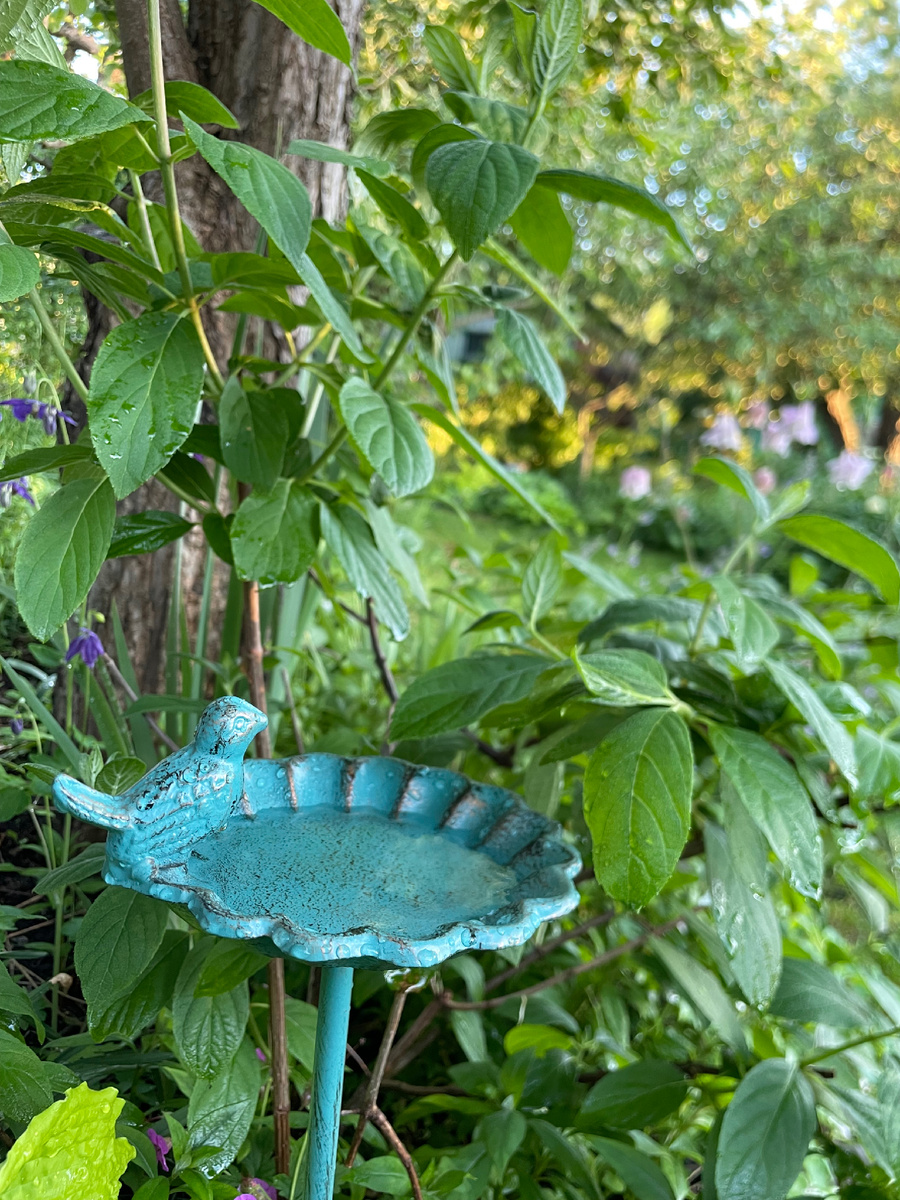 Вроде масс-маркет, а сад преображается 