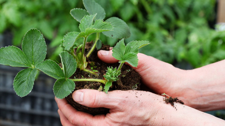 Зачем переплачивать, если можно размножить самому