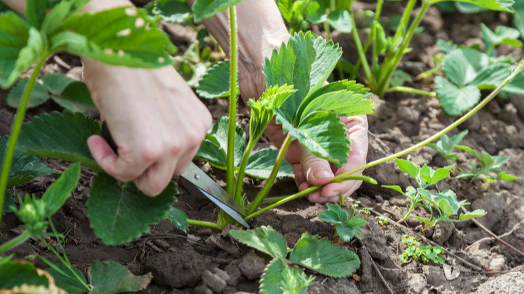 Время отделения от материнского куста очень важно
