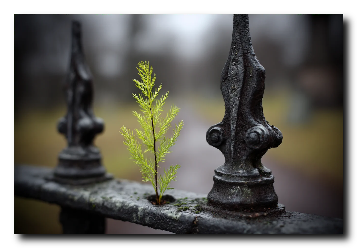 Вариант озеленения забора...