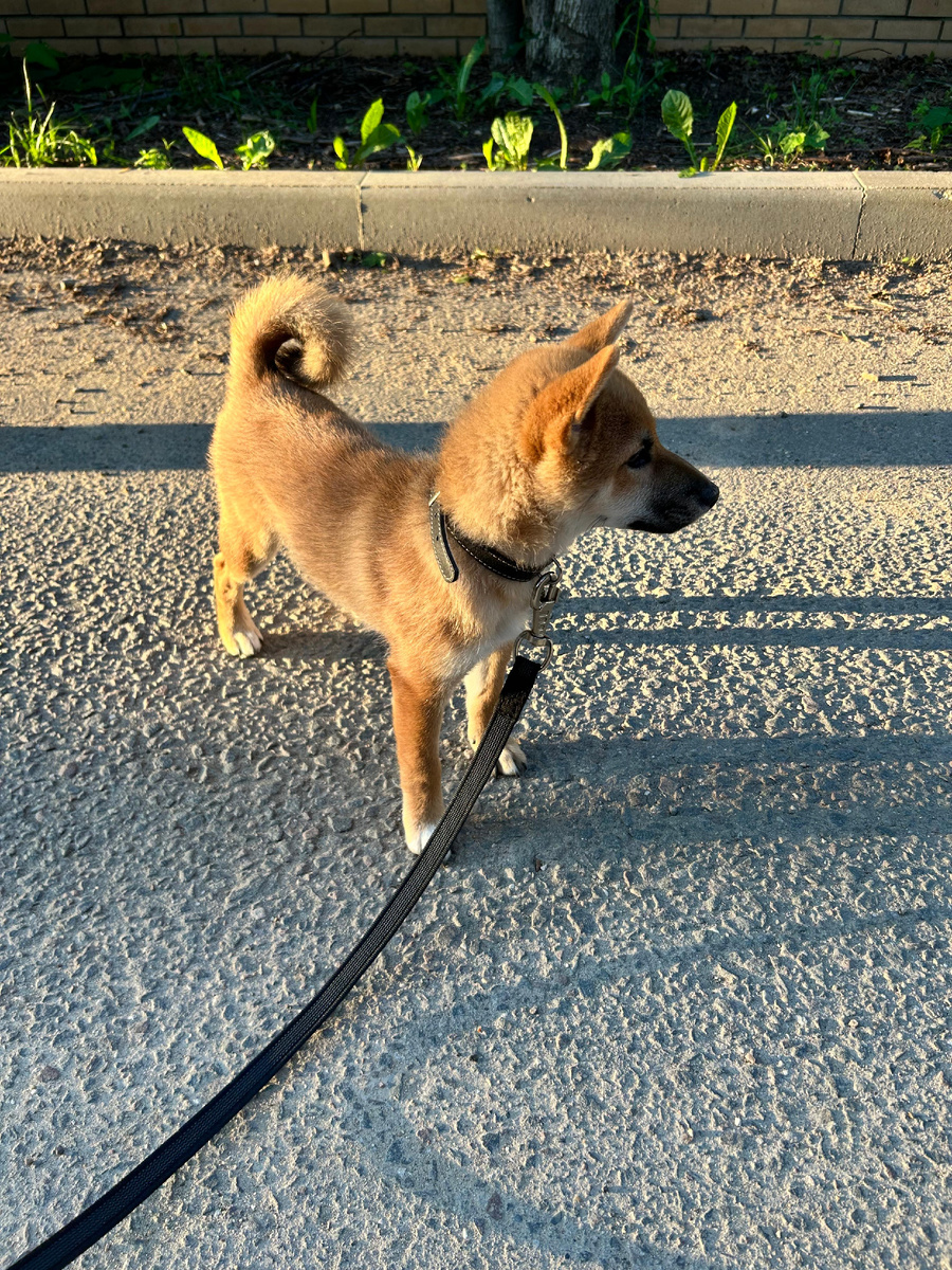 Первая прогулка