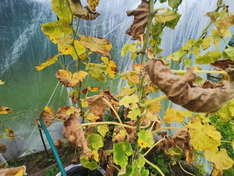    Фото: Лукьянов Дмитрий, AgroXXI.ru