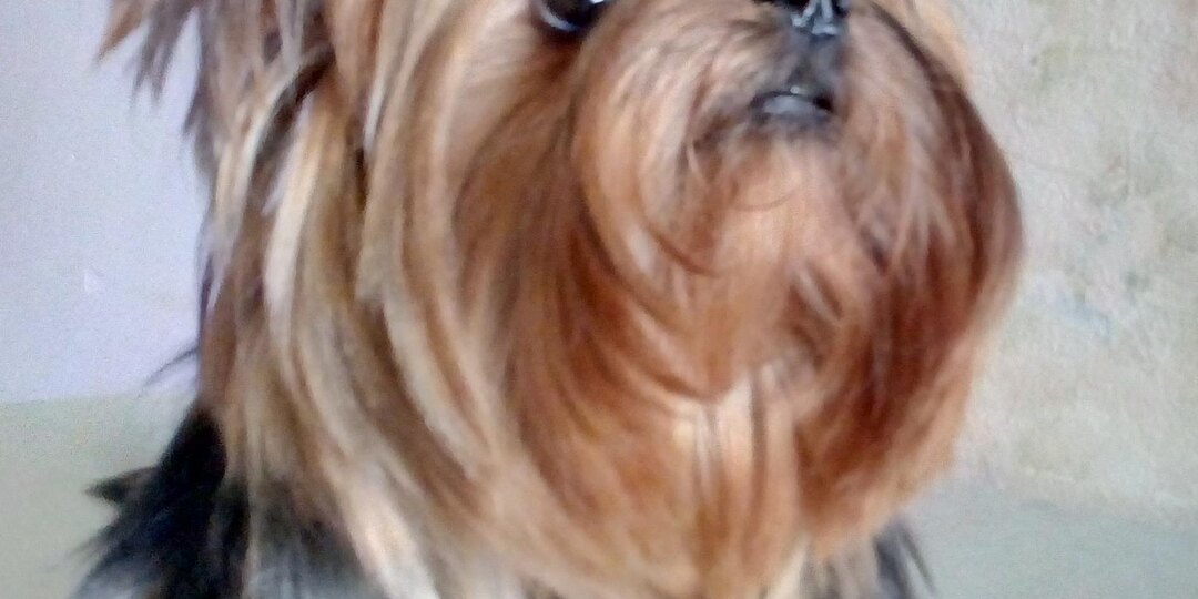 Наш самый преданный, любимый друг ушел на радугу.