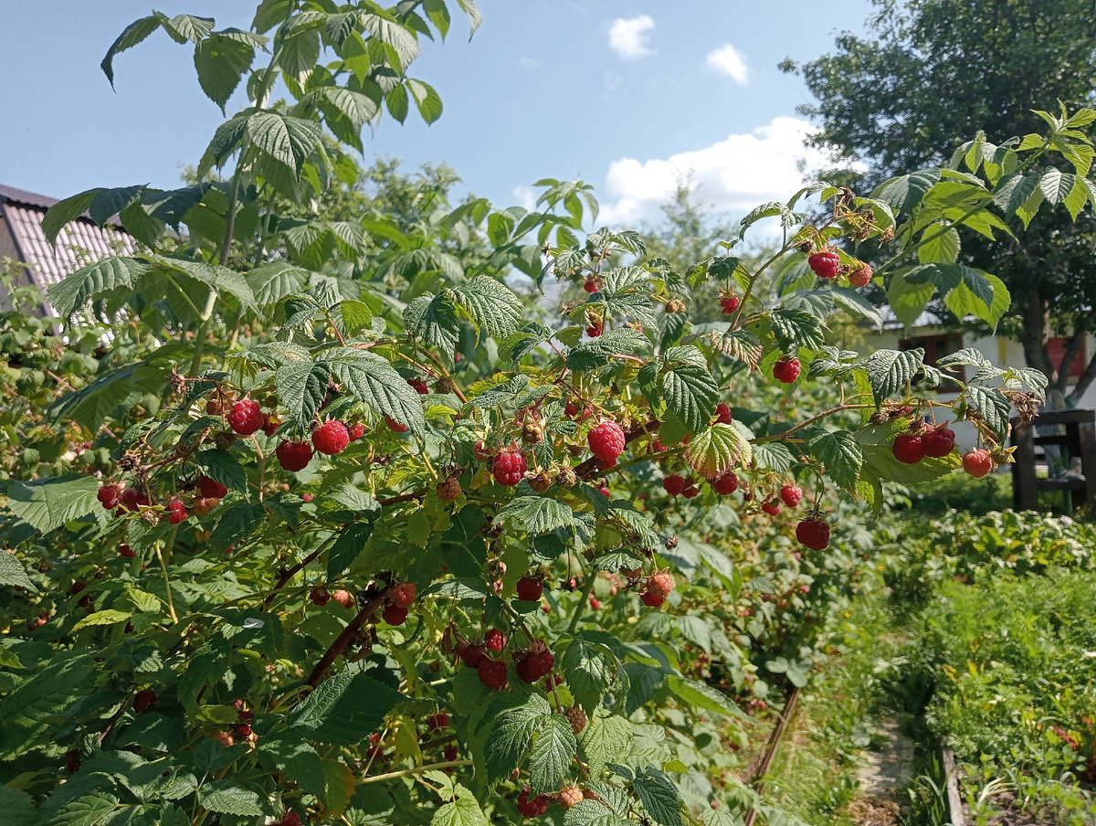 Фото автора. Малина поспела.