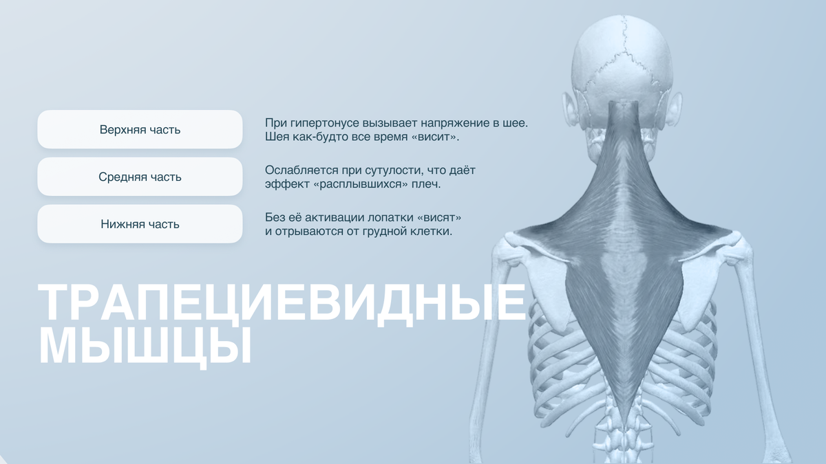 Расположение трапециевидных мышц