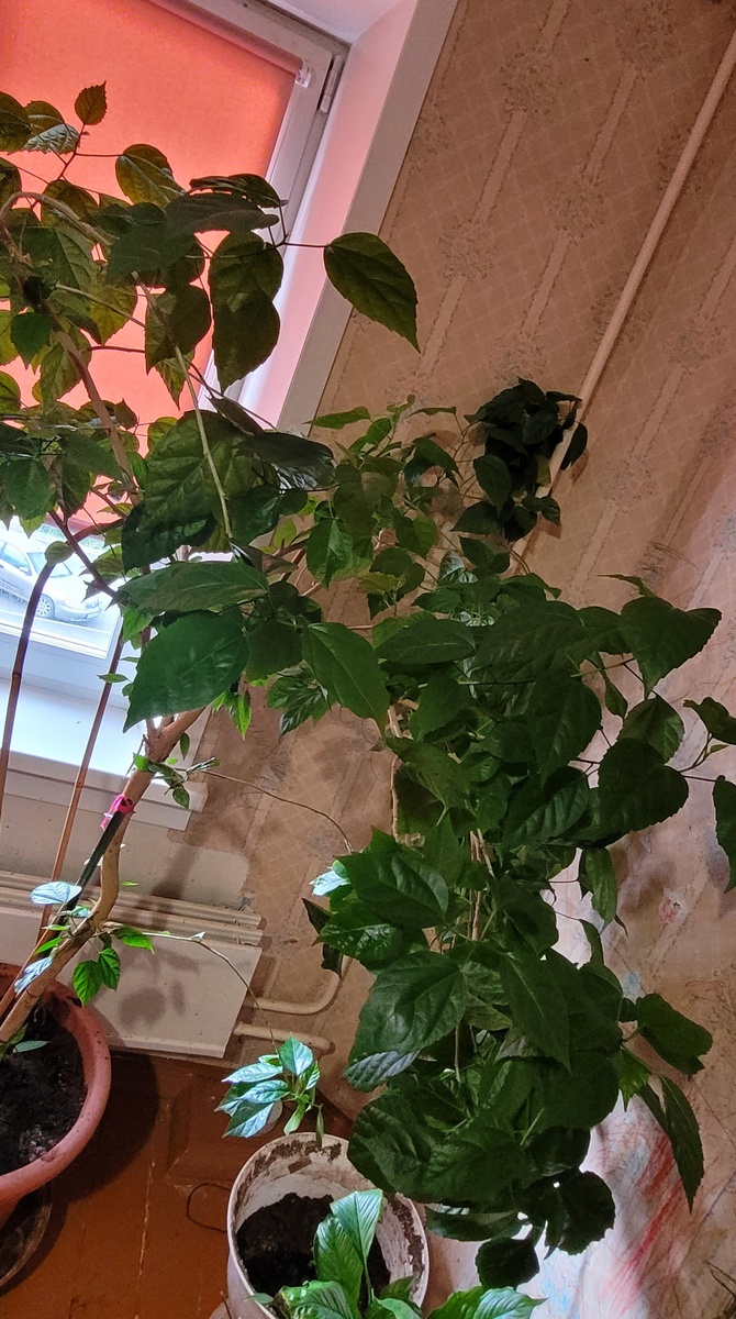 Любимая роза