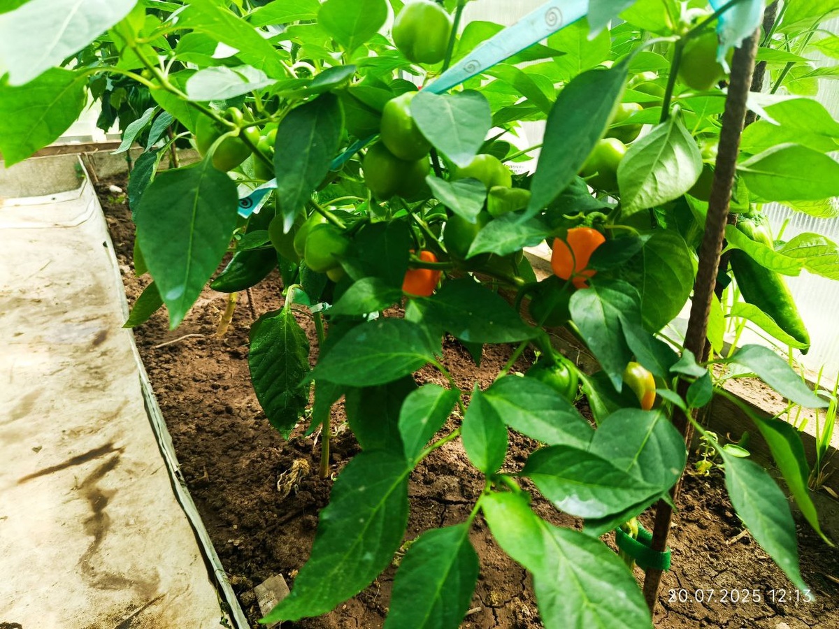 Мини белл оранжевый на грядке, высота кустика 50 см