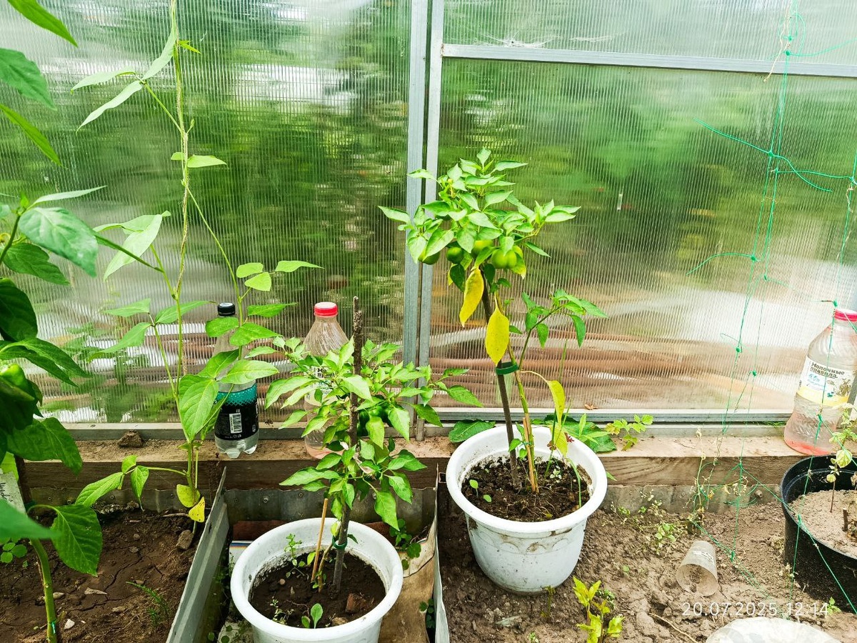 Горшки 5 литров. Мини белл оранжевый и шоколадный