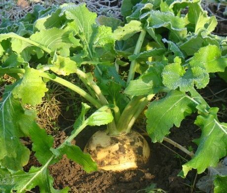 Самая простая репка