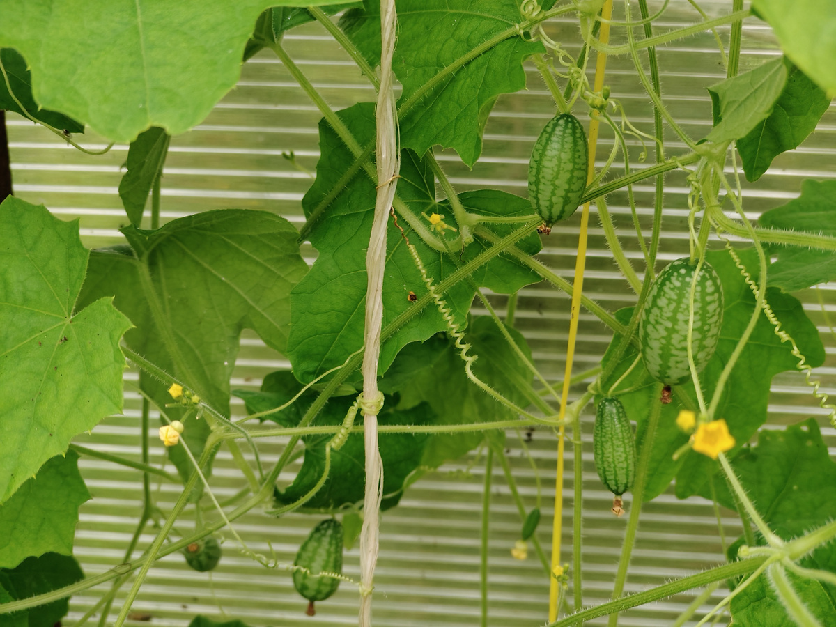 Мелотрия в теплице