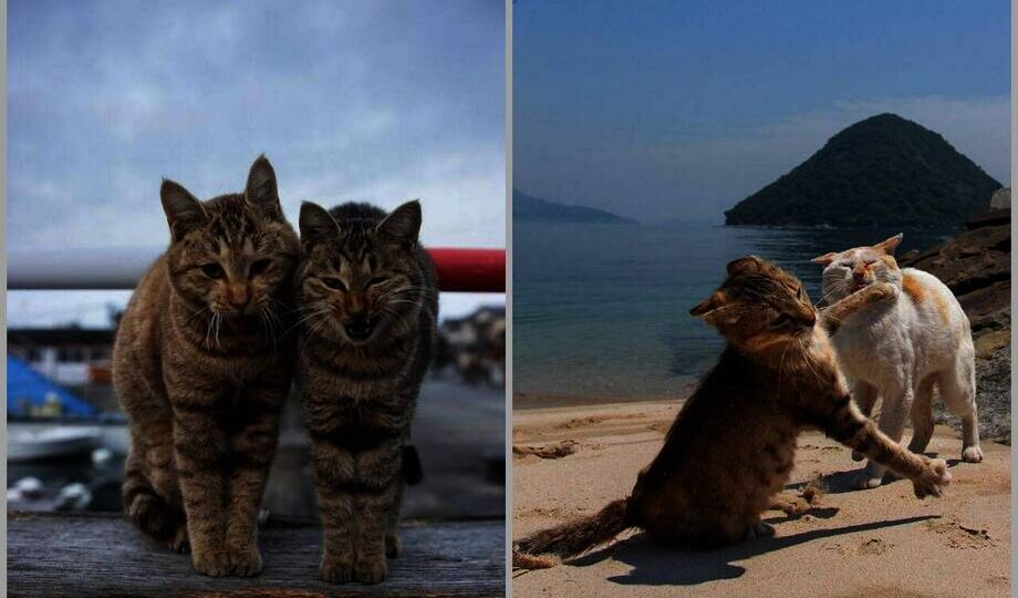 Японец уже десять лет снимает уличных кошек и не планирует останавливаться