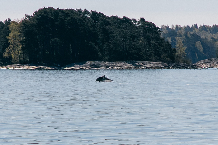 Один из дельфинов, замеченных недалеко от города Ловисса в июне 2020 года. Фото: facebook.com