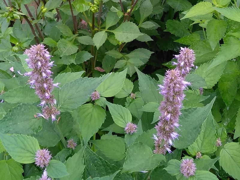 Цветение лофанта анисового в Подмосковье. Личное фото. Июль 2025 г.