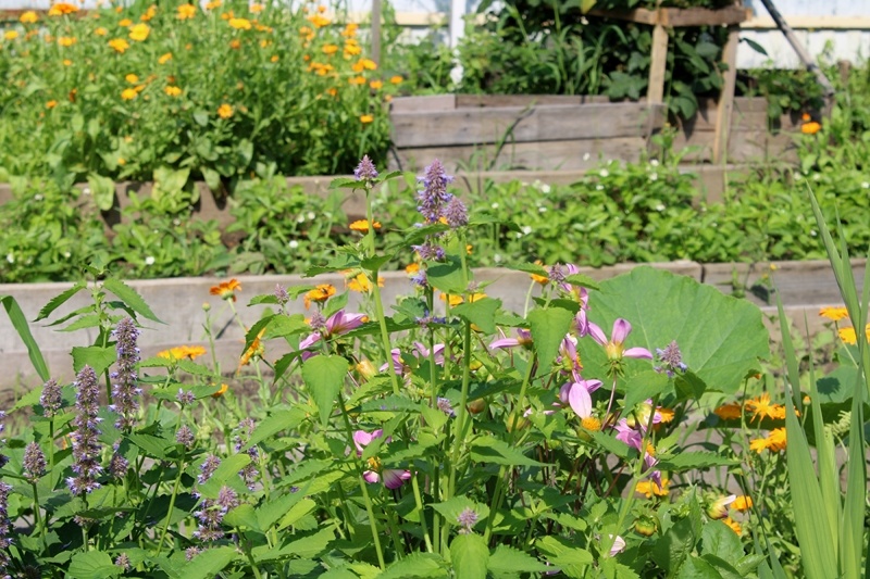 Цветение лофанта вместе с георгиной, ноготками