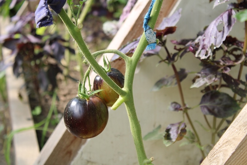 Среднеспелые томаты «Гаргамель». Июль 2025 г. 