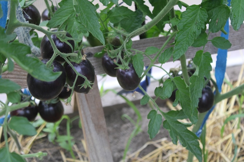 Томаты «Гаргамель»в поликарбонатной теплице. Юго-восток Подмосковья