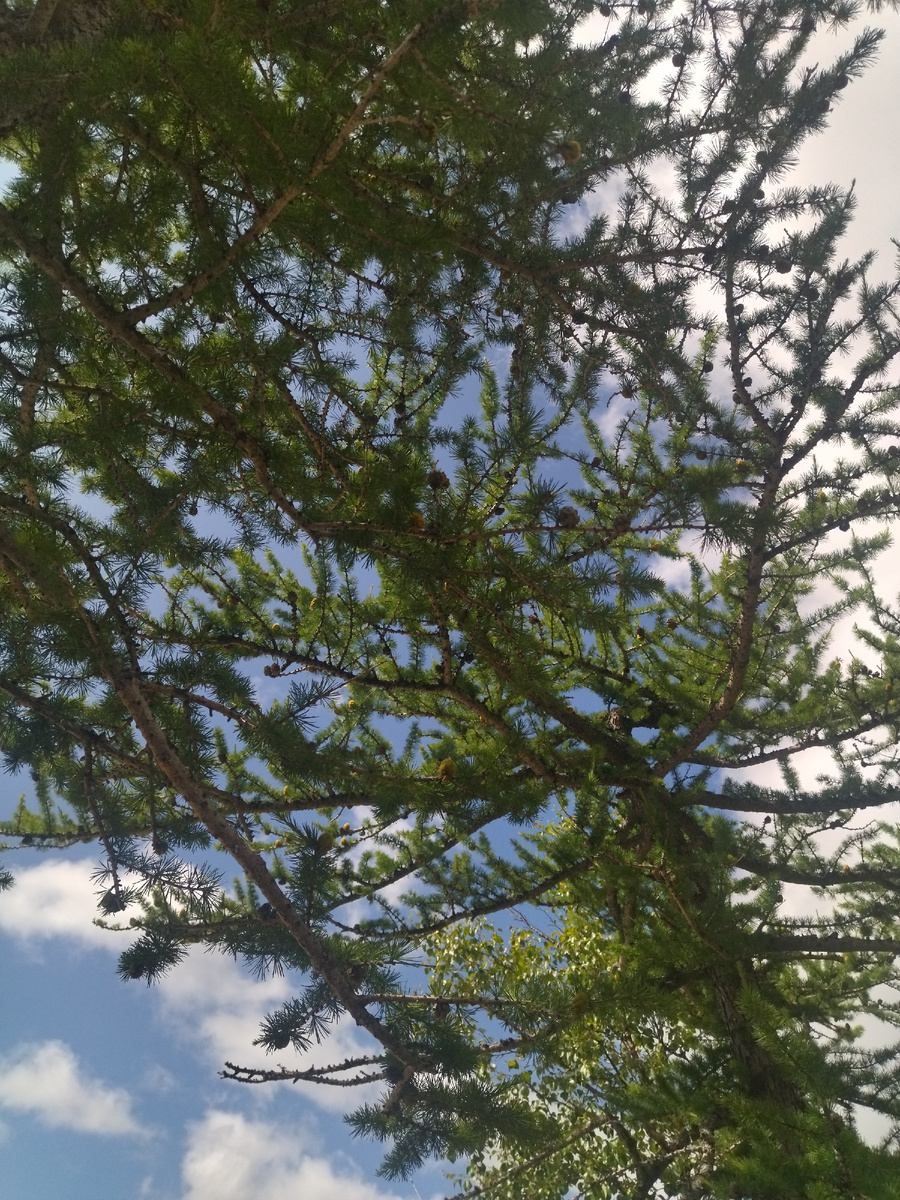 Спасительные лиственницы