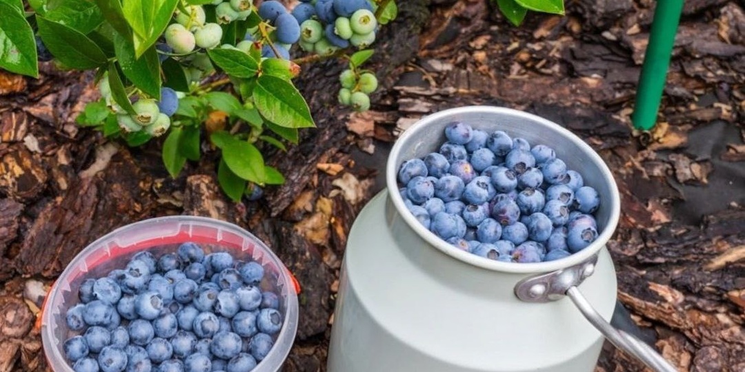 Что не любит голубика? Пять основных ошибок при выращивании