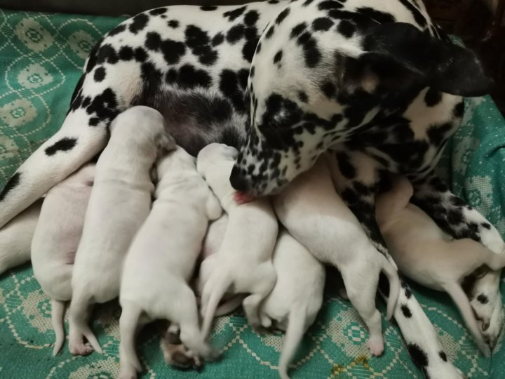 Изображение не нарушает правил платформы (Взято из открытых интернет-источников: youla.ru)